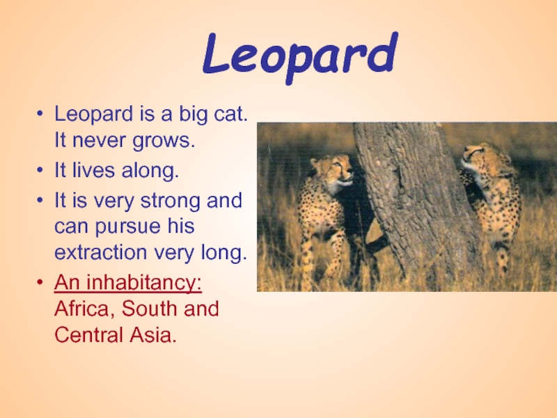 Leopard Leopard is a big cat. It never grows. It lives along.It is very strong and