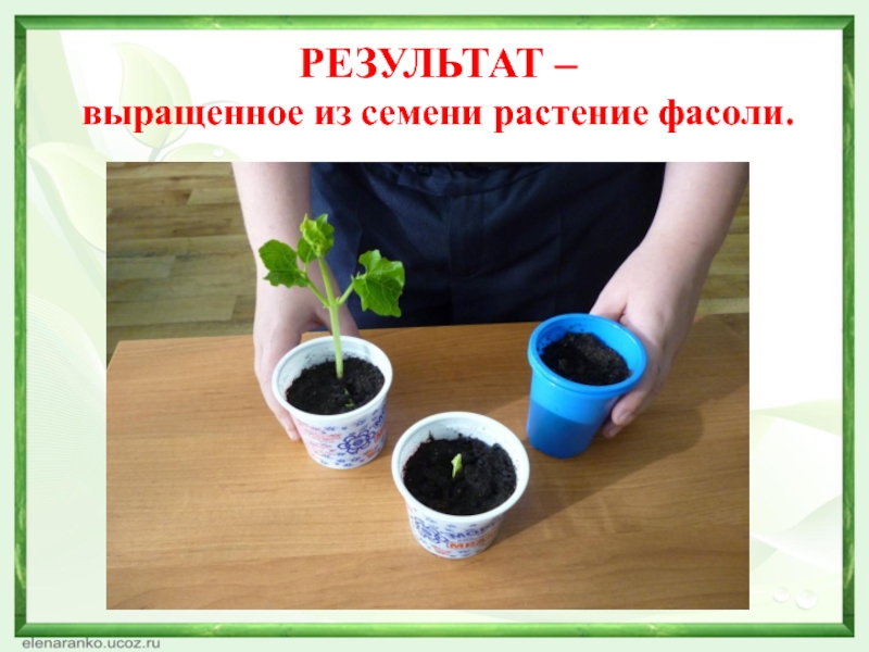 Опыт по выращиванию растения. Проект выращивание семян. Опыты выращивание растений. Проект выращивание растений.