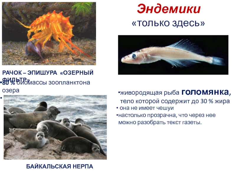 Живые организмы байкала. Эндемики озера Байкал. Рыбы эндемики Байкала. Эндемики Байкальские животные. Эндемики Байкала презентация.