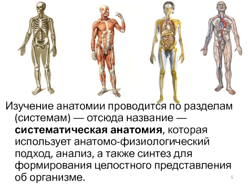 Анатомия изучает. Что изучает анатомия. Систематическая анатомия изучает. Анатомия человека учить.