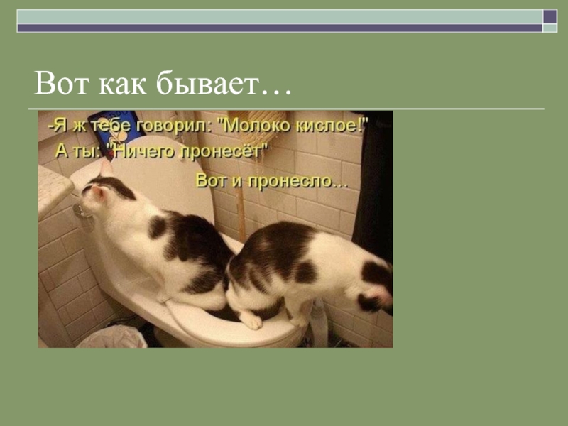 Вот как бывает. Вот как бывает картинки. Я же тебе говорил, что молоко кислое. Пронесло котёнка. Как бывает.