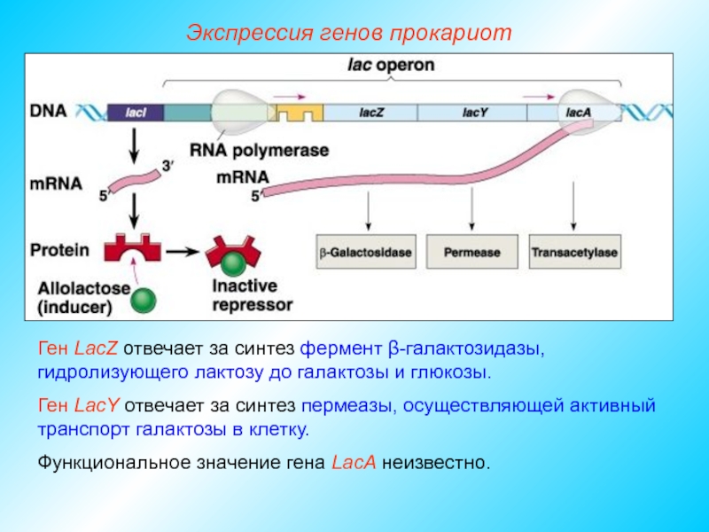 Значение прокариот. Экспрессия генов у прокариот. Типы экспрессии генов. Регуляция экспрессии генов у прокариот. Этапы экспрессии генов у прокариот.