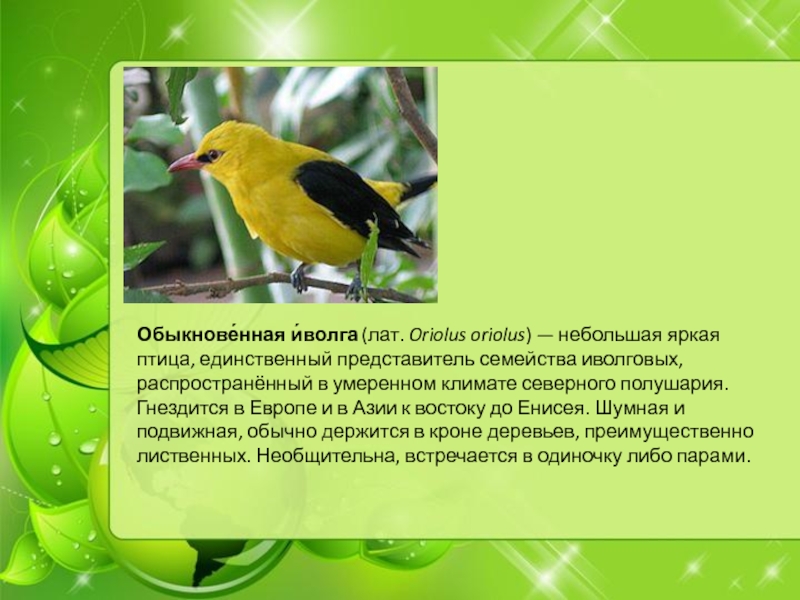 Иволга предложение. Птицы Нижегородской области описание. Птицы Нижегородской области презентация. Птицы в умеренном климате. Семейство Иволговые представители.