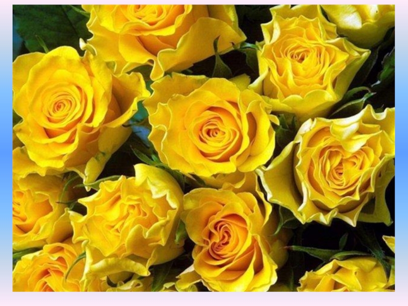 Желтые розы указывают на дружеское расположение и не более того.