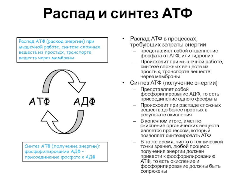 Синтез атф протекает. 3 Этап синтеза АТФ. Синтез и распад АТФ. Синтез АТФ из АДФ. Стадии образования АТФ.