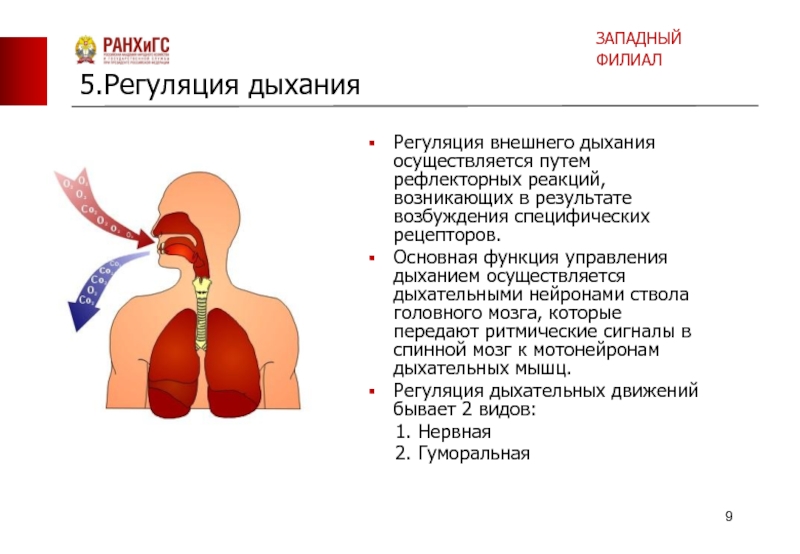 Вспомните как регулируется дыхание у человека зная