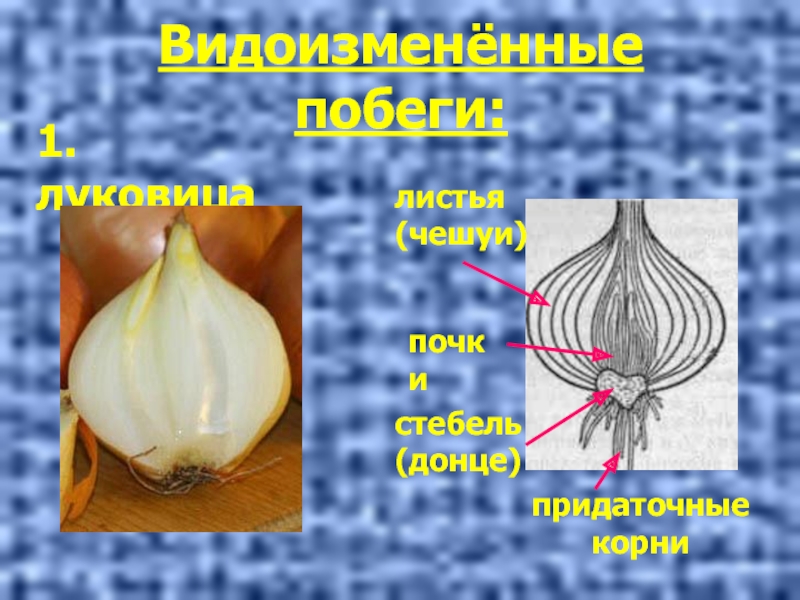 Какие корни от стебля донца у луковицы