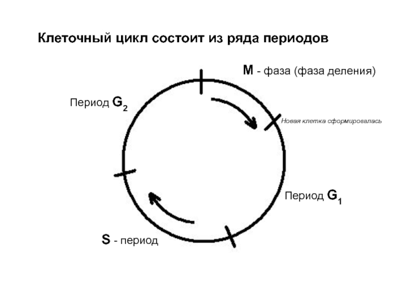 Клеточный цикл состоит из ряда периодовМ - фаза (фаза деления)Период G1Период G2S - периодНовая клетка сформировалась
