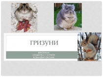 гризуни