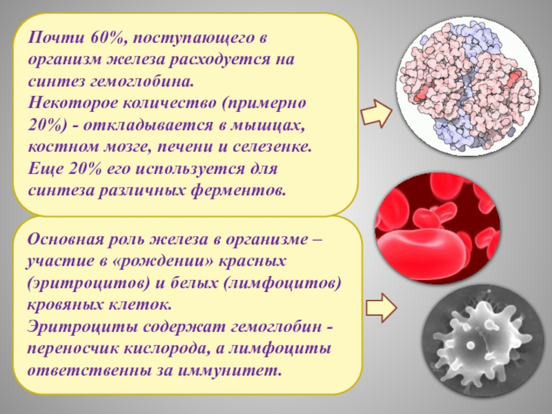 Роль железа. Роль железа в гемоглобине. Факторы необходимые для синтеза гемоглобина. Роль железа в синтезе гемоглобина. Эритроциты гемоглобин железо.