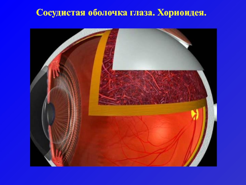 Цвет сосудистой оболочки глаза. Хориоидея анатомия. Кровоснабжение хориоидеи глаза. Оболочка глаза хориоидея. Хориоидея глаза анатомия.