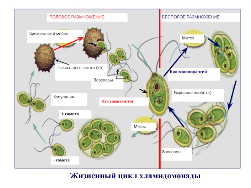 Цикл развития водорослей схема