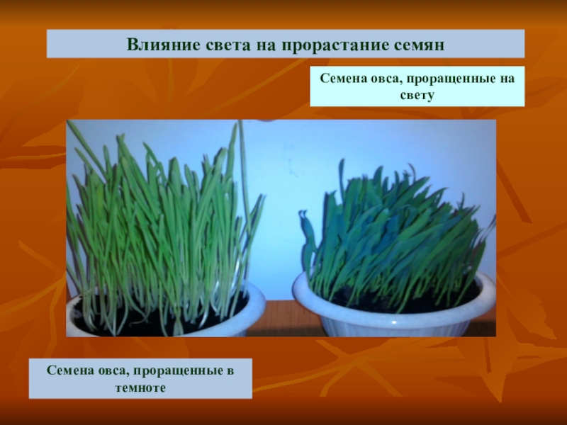 Семена проращивают в темноте. Влияние света на прорастание семян. Прорастание семян в темноте и на свету. Прорастание семян овса. Влияние света на растения.