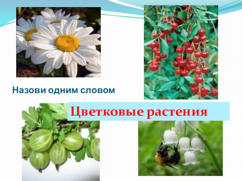 Виды растений 3. Цветковые растения растения. Цветковые растения названия. Группа растений цветковые. Три вида цветковых растений.