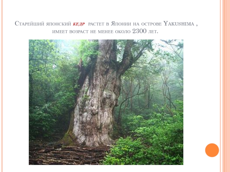 Старейший японский кедр растет в Японии на острове Yakushima , имеет возраст не менее около 2300 лет. 