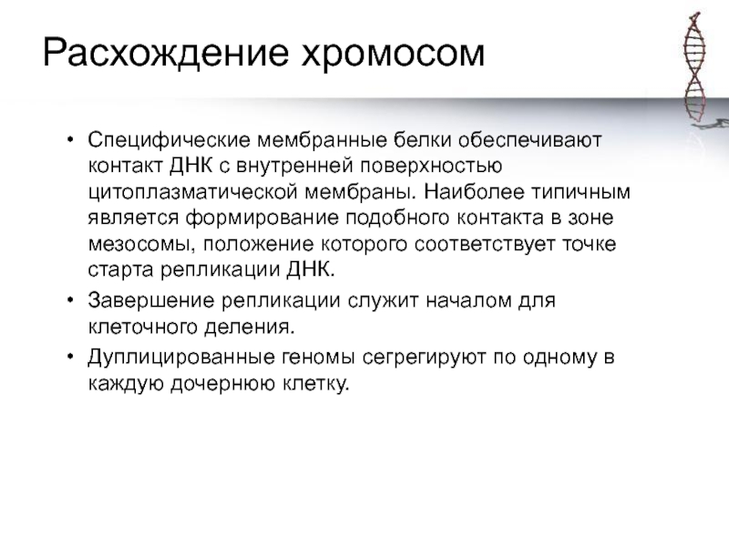 Расхождение хромосом. Кто обеспечивает расхождение хромосом.