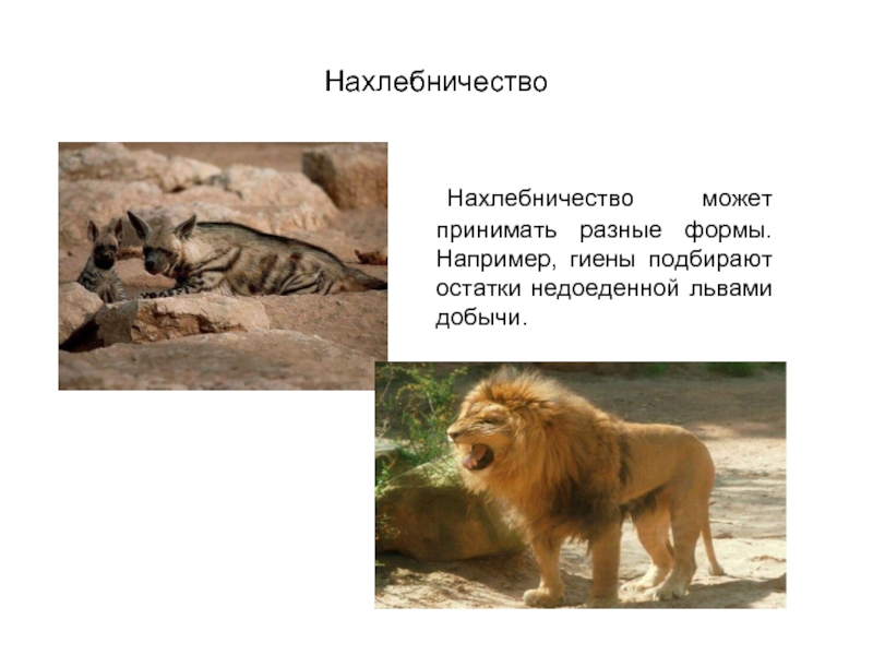Нахлебничество	Нахлебничество может принимать разные формы. Например, гиены подбирают остатки недоеденной львами добычи.