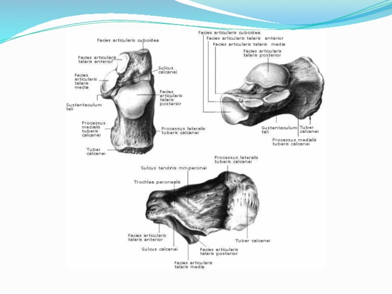 Facies medialis dentium incisivorum et caninorum