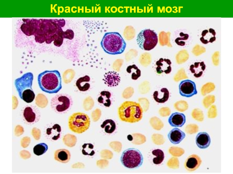 Мазок красного костного мозга рисунок