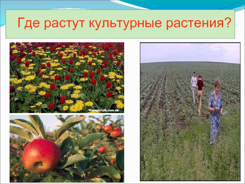 Культурное растение из дальних стран. Где произрастают культурные растения. Растения из дальних стран. Центрально американские культурные растения. Приведи культурные растения.