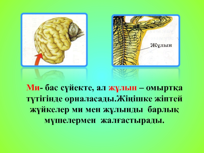 Орталық жүйке жүйесі презентация