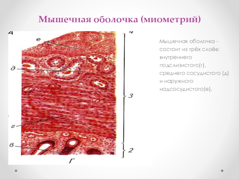 Миометрий и эндометрий. Строение миометрия гистология. Сосудистый слой миометрия. Из трех слоев состоит мышечная оболочка.