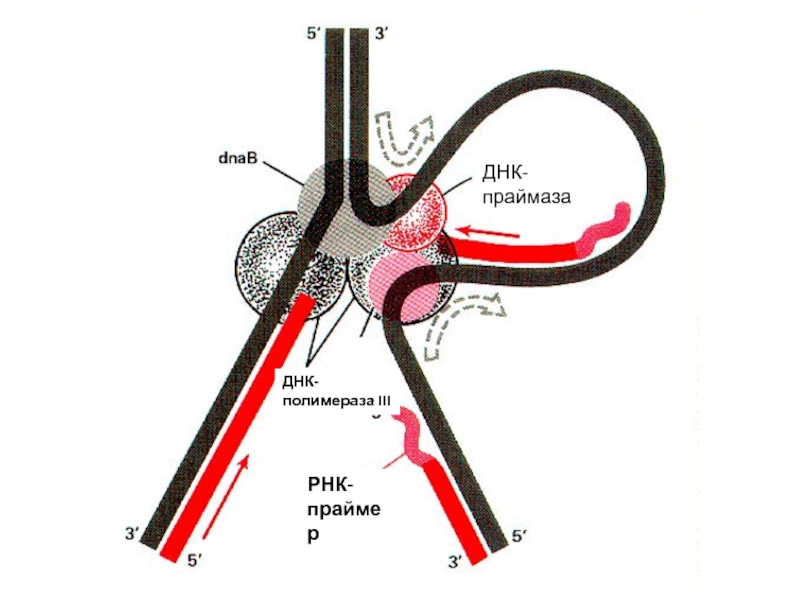 Днк полимераза 3. ДНК праймаза. ДНК праймаза функции. Функций праймаза, ДНК полимераза.