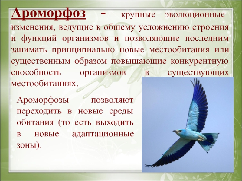 Примеры ароморфоза у птиц. Ароморфоз примеры. Ароморфозы птиц. Ароморфоз птиц примеры. Ароморфозы эволюционные изменения.