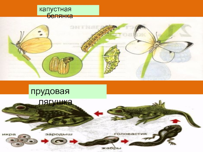 Последовательность капустной белянки. Индивидуальное развитие капустной белянки. Цикл развития капустной белянки. Тело капустной белянки состоит. Индивидуальное развитие Капустяной белки.