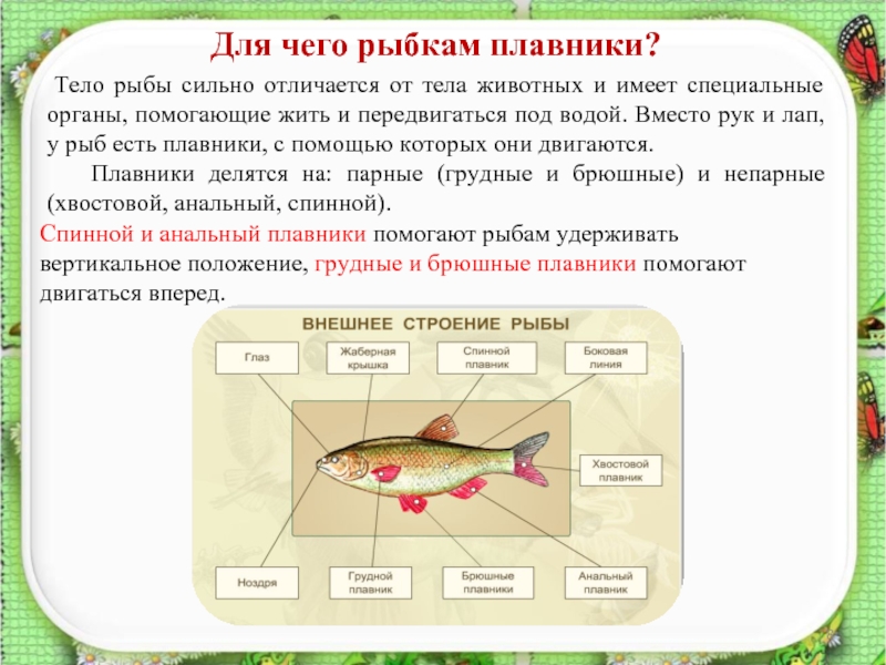 Для чего рыбкам плавники? Тело рыбы сильно отличается от тела животных и имеет специальные органы, помогающие жить и