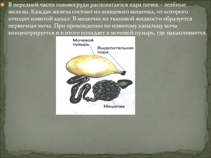 Пара железы. Зеленые железы это почки. Концевой мешочек. Где находятся зеленые железы. Каковы функции зеленых желез.