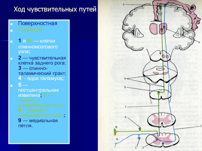 Схема проприоцептивного анализатора