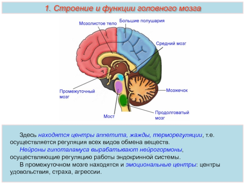 Вопросы по головному мозгу. Промежуточный отдел головного мозга. Строение головного мозга гипоталамус. Строение мозга промежуточный мозг. Головной мозг строение промежуточный.
