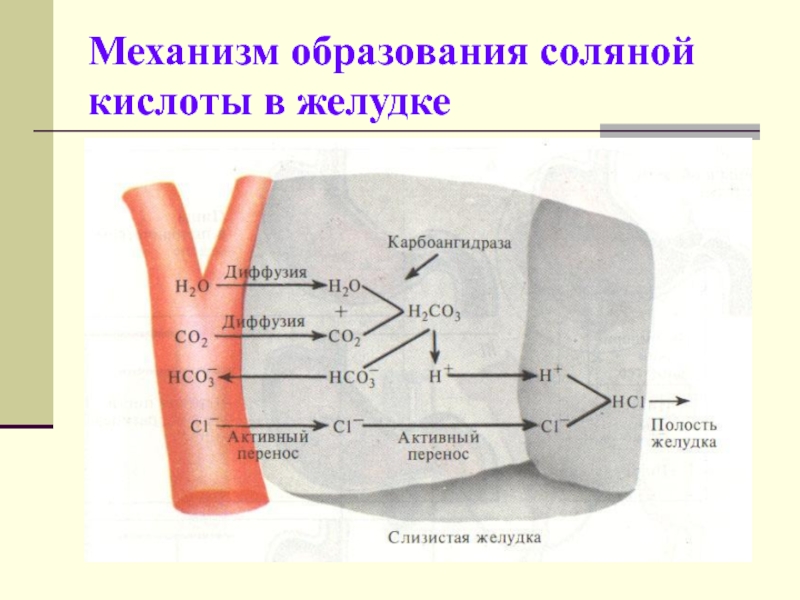 Схема образования соляной кислоты