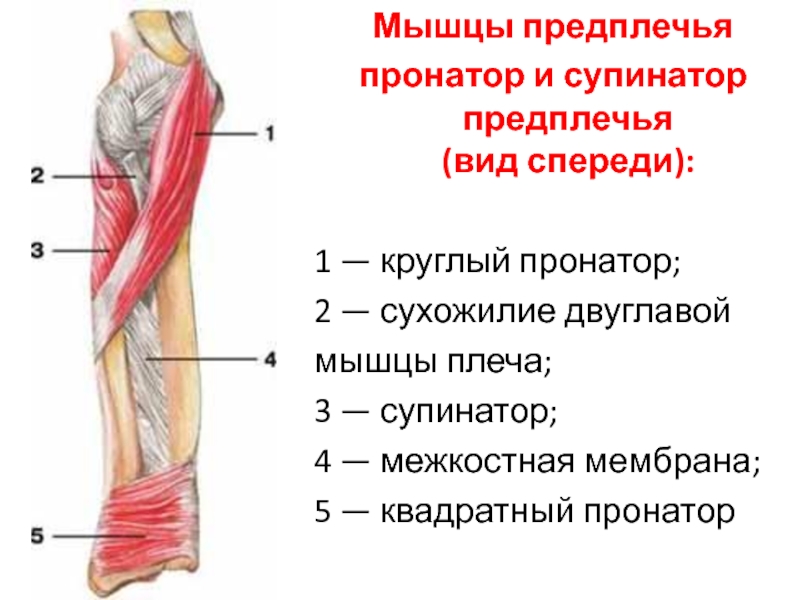 Квадратный пронатор. Круглый пронатор функции. Квадратный пронатор мышца. Сухожилие двуглавой мышцы плеча. Межкостная мембрана предплечья.