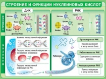 Лекция 5 Нукл кислоты 2016