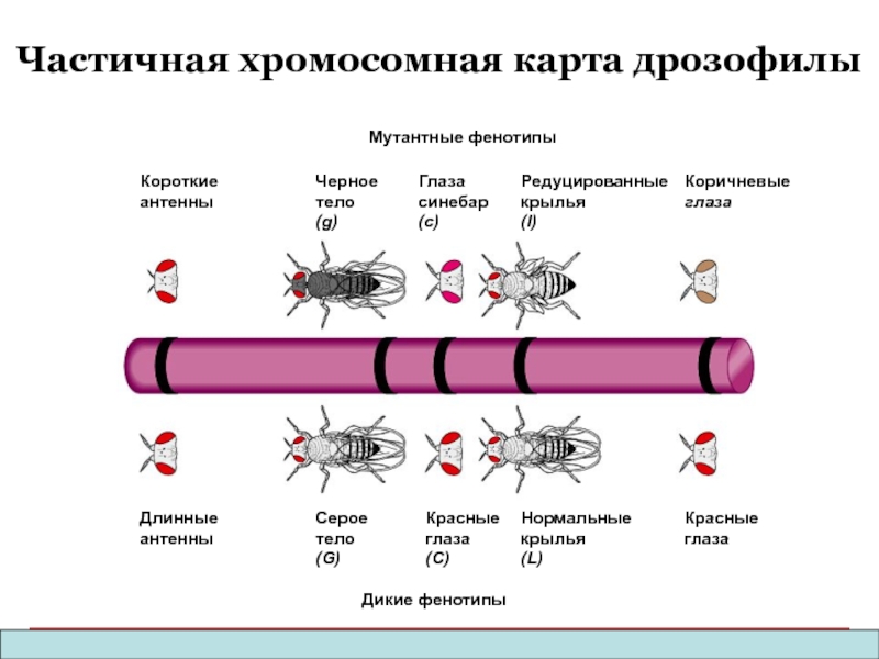 Сцепленные признаки у дрозофилы