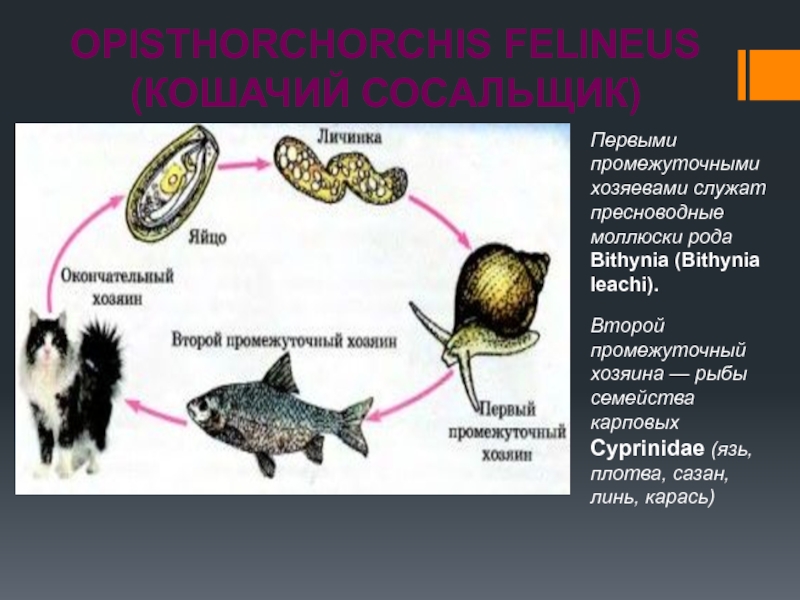 Какой цифрой обозначен на рисунке промежуточный хозяин кошачьего сосальщика