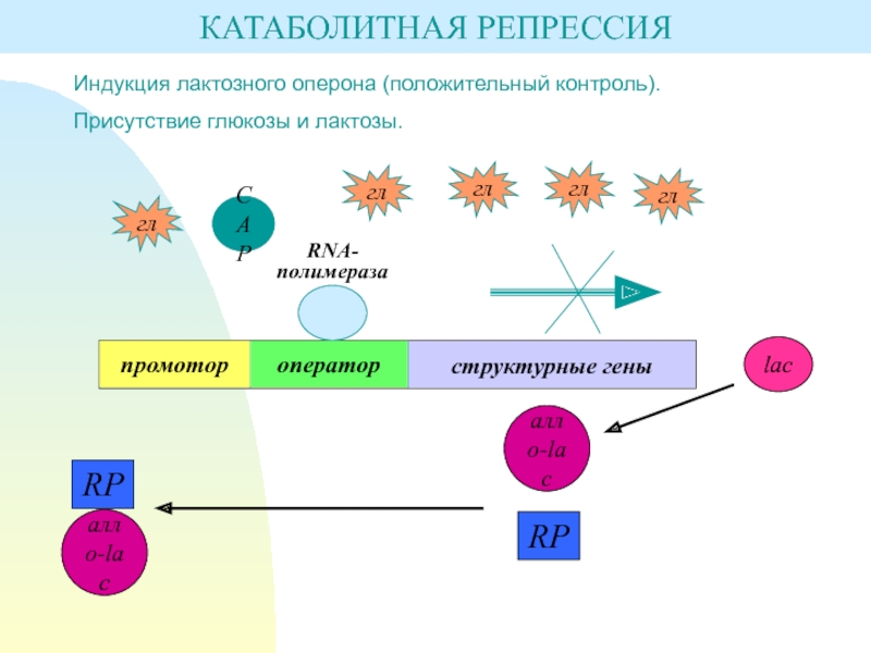 Схема регуляции биосинтеза белка по типу индукции и по типу репрессии