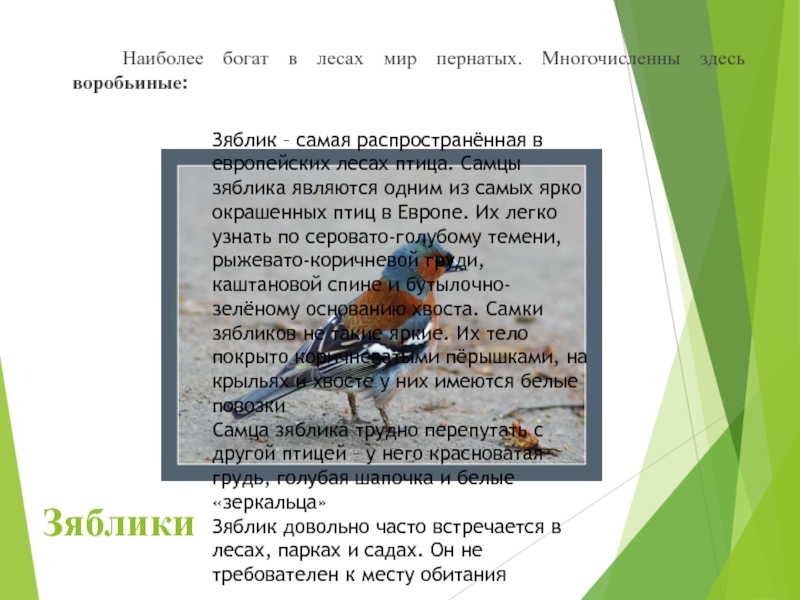 На диаграмме показаны массы птиц зяблика волнистого попугая и скворца определи по среднему столбику