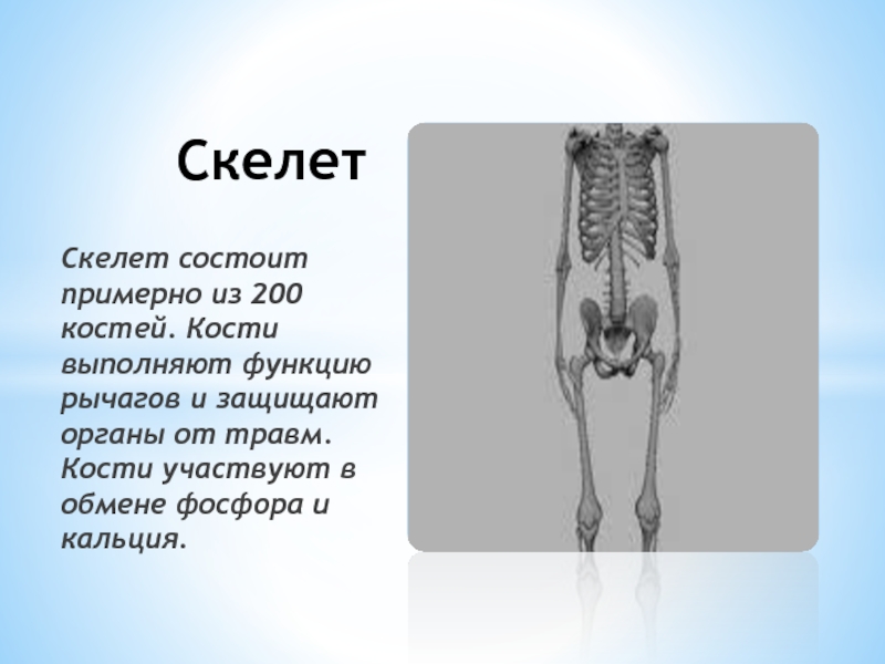 Какую роль выполняет скелет. Из чего состоит скелет. Скелет человека выполняет функцию. Какие функции выполняет скелет. Какие функции выполняют кости скелета.