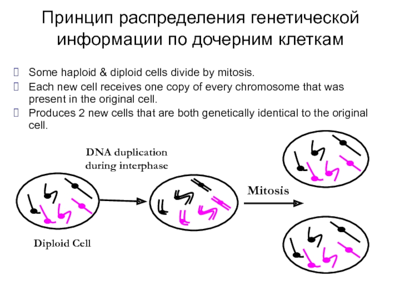 Наследственная информация в дочерних клетках