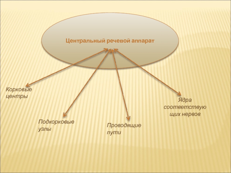 Центральный речевой аппарат презентация