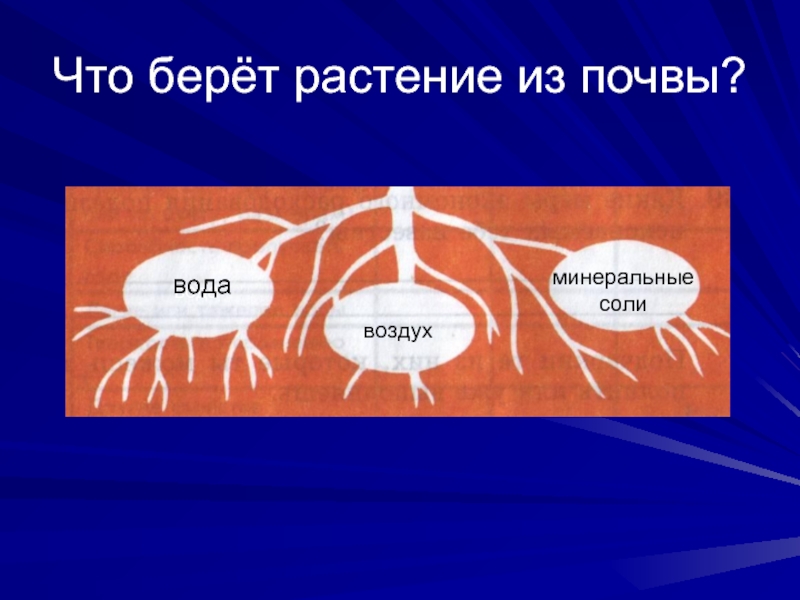 Что растения получают из почвы. Что растения берут из почвы. Что берет растение из почвы. Схема что растения получают из почвы 3 класс.