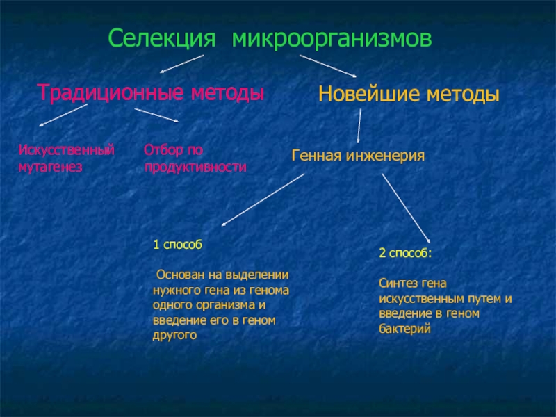 Селекция микроорганизмов проект