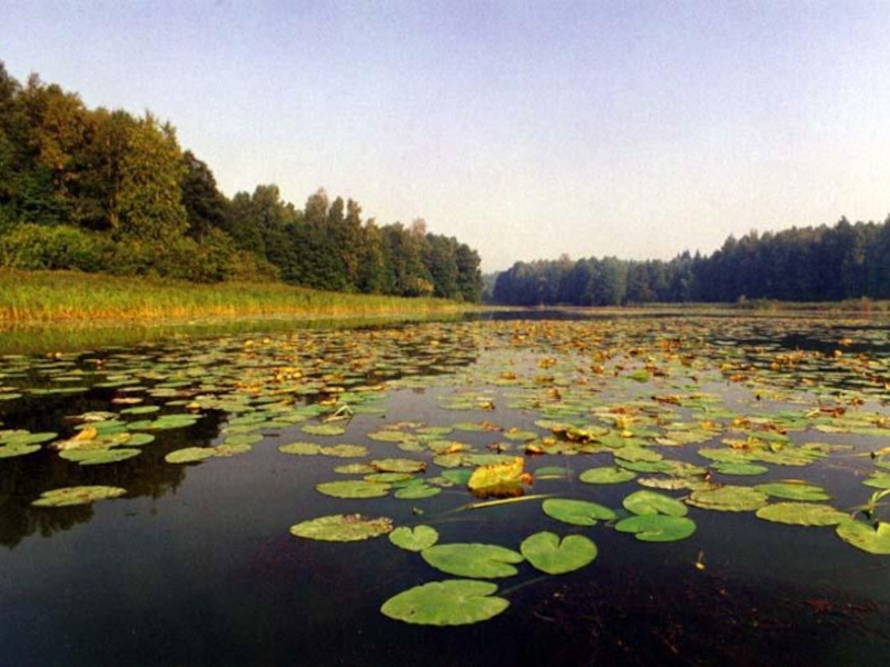 Лес в стоячей пресной воде. Пресноводные экосистемы. Пресные водоемы. Лентические водоемы. Пресная водная экосистема.