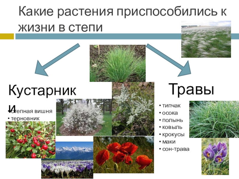 Растения степи 5 класс биология. Растительность степи. Растения степи. Растения степи России. Растения растущие в степи.