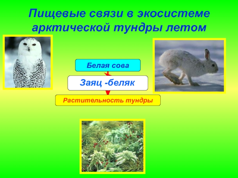 Взаимосвязи в природе тундры. Тундра пищевые связи. Цепи питания животных в тундре. Экологические связи в тундре. Цепь питания в тундре.