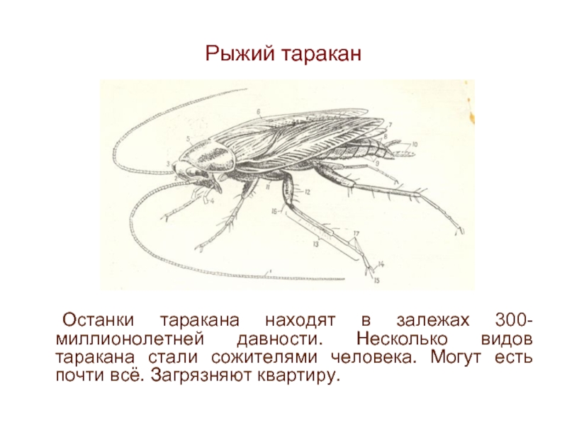 Синантропные виды животных. Синантропные Членистоногие. Синантропные тараканы. Синантропных членистоногих кто это.