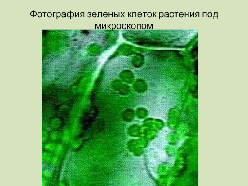 Зеленые клетки растений. Зелёные клетки растений. Зеленые клетки растения под микроскопом. Зеленые клетки растительной клетки. Зеленая клетка биология.